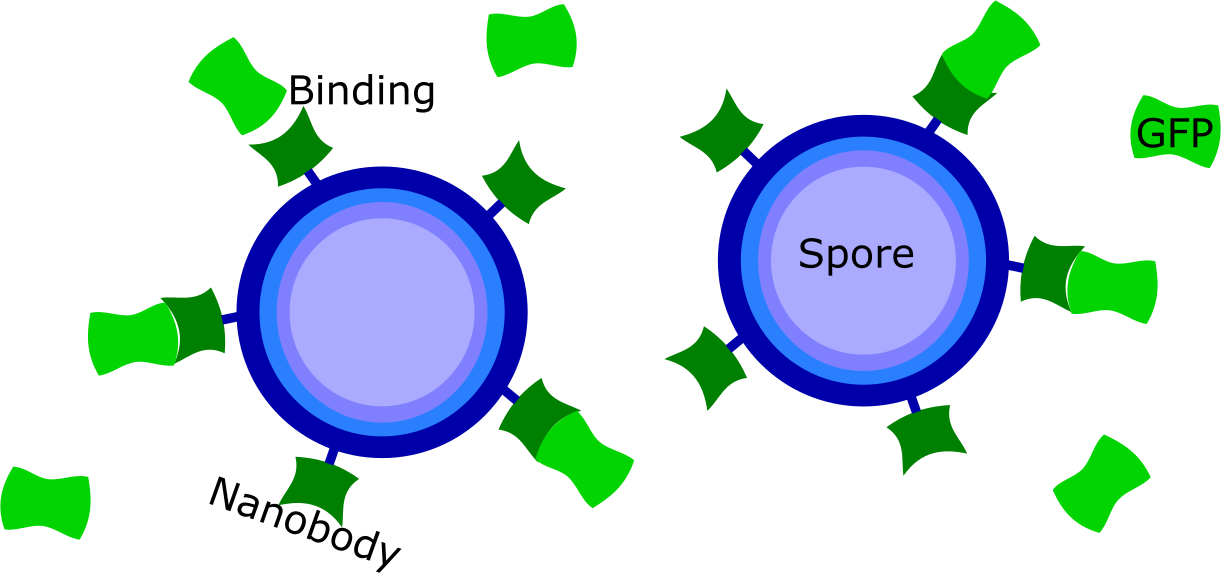 Smiley Face Smiley Face Clipart (1221x577), Png Download