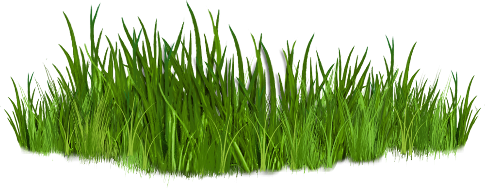 Grass Clipart - Png Download (1000x388), Png Download