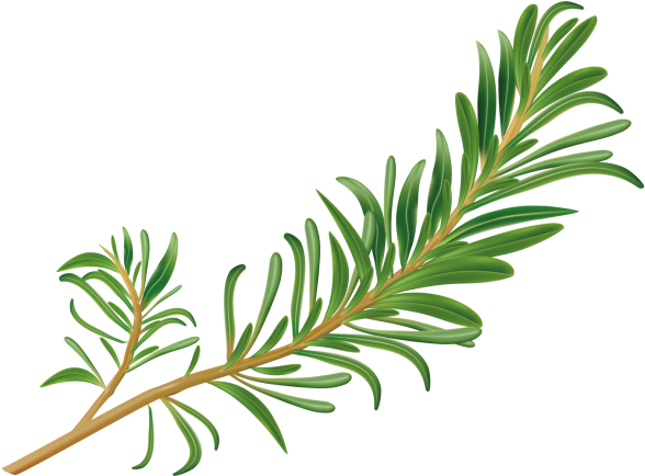 Rosemary - Transparent Rosemary Png Clipart (866x650), Png Download