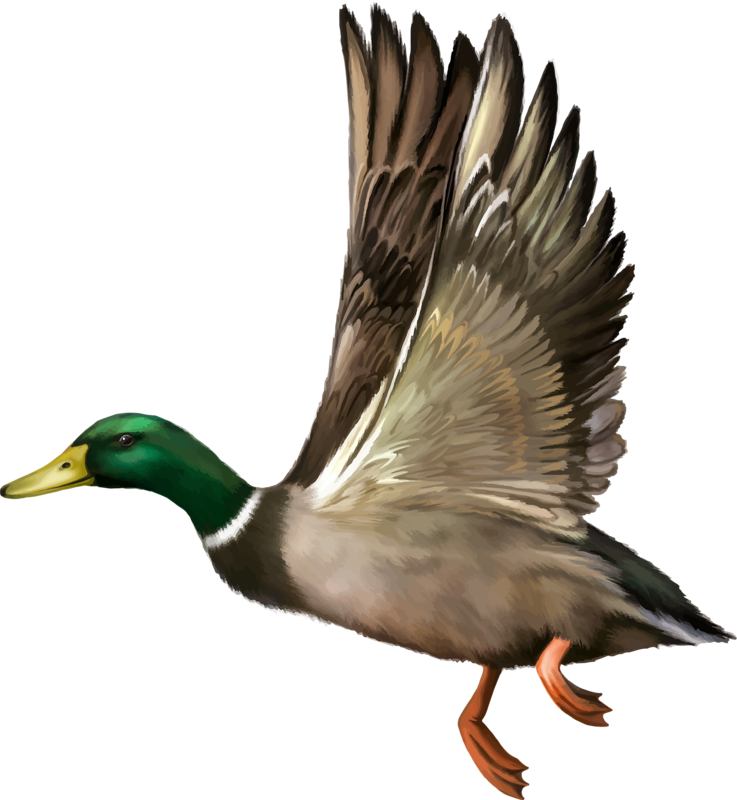 Mallard Clipart Vintage Duck - Ducks In Flight Clip Art - Png Download (737x800), Png Download