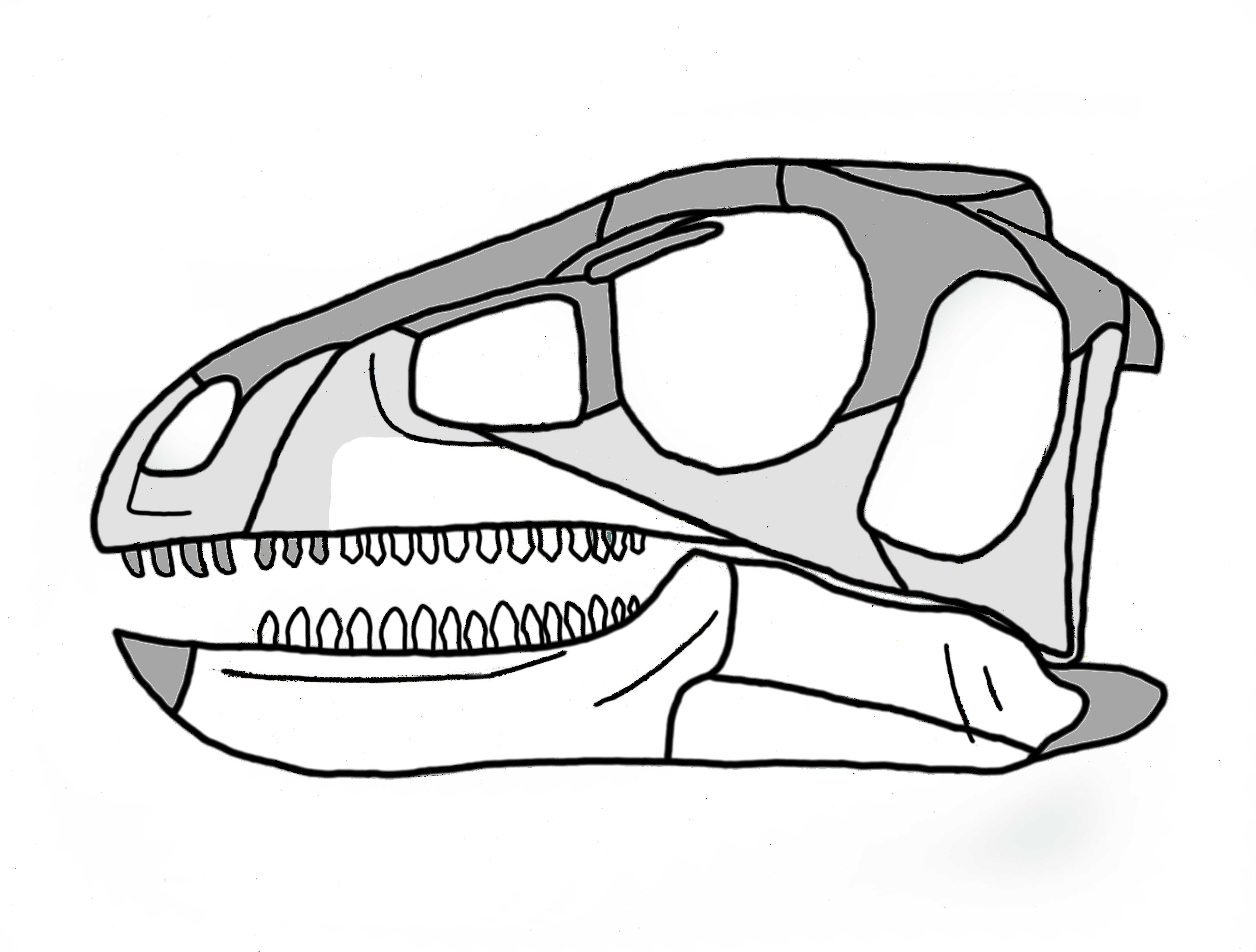 Pisanosaurus Skull Clipart (5385x4084), Png Download