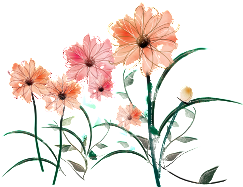 Fresh Water Pink Hand Painted Chrysanthemum Decorative - Chrysanthemum Clipart (1024x1024), Png Download