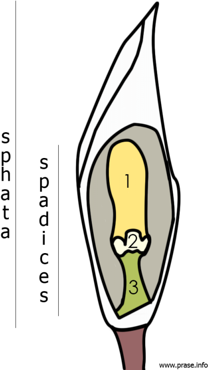 The Genus Bucephalandra Part 3 How To Recognize A Bucephalandra Clipart (518x800), Png Download