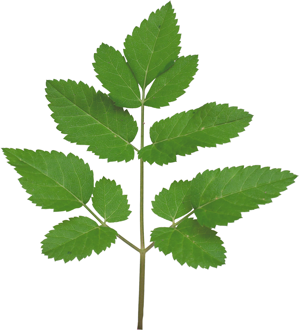 Vegetation Smallplant 21 - Tree Branch Texture Png Clipart (1088x1301), Png Download