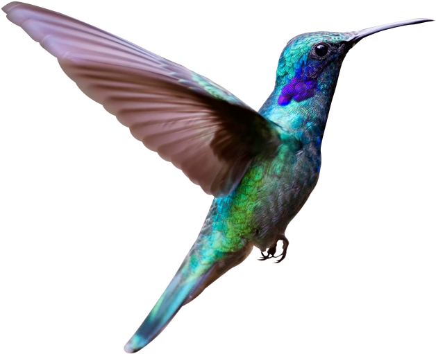 Hummingbird Clipart (715x653), Png Download