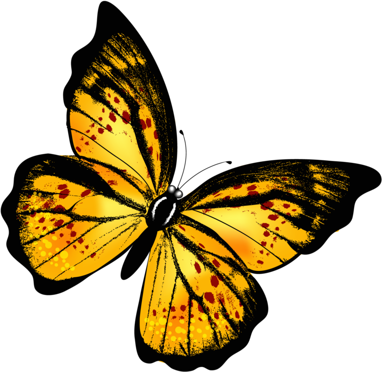 Yellow Butterfly Png Clipart (800x798), Png Download