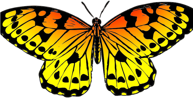 Egg Clipart Butterfly - Yellow Butterfly Clipart Png Transparent Png (640x480), Png Download