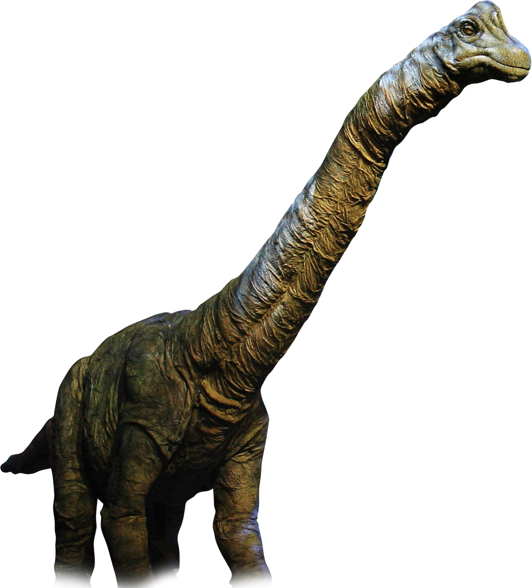 Dinosaur Png - Dinosaur Real Png Clipart (1095x1210), Png Download