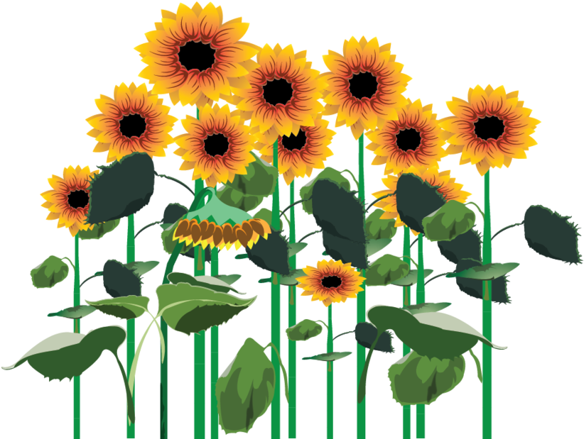 Sunflowers Png Clipart (894x894), Png Download
