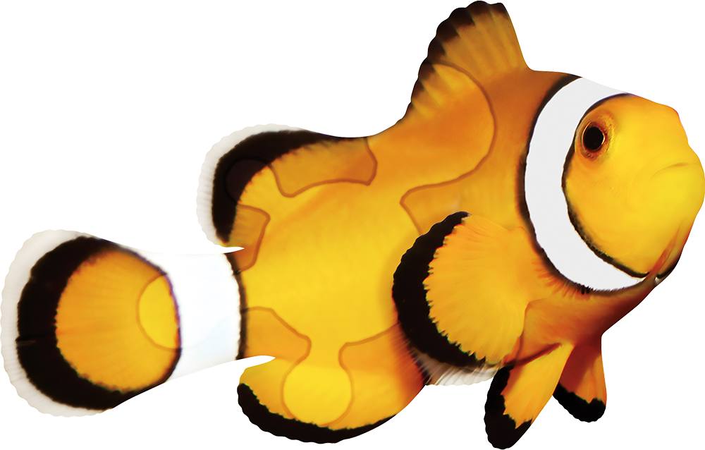 Prescribe Kindness, Every Day - Reef Fish Clipart (1000x638), Png Download