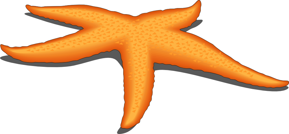 Clipart Of Owner, Compound And Starfish The - Starfish - Png Download (999x463), Png Download
