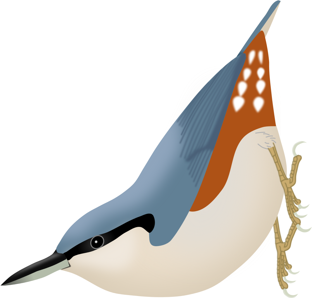 Sitta Arctica Clipart (1200x1261), Png Download