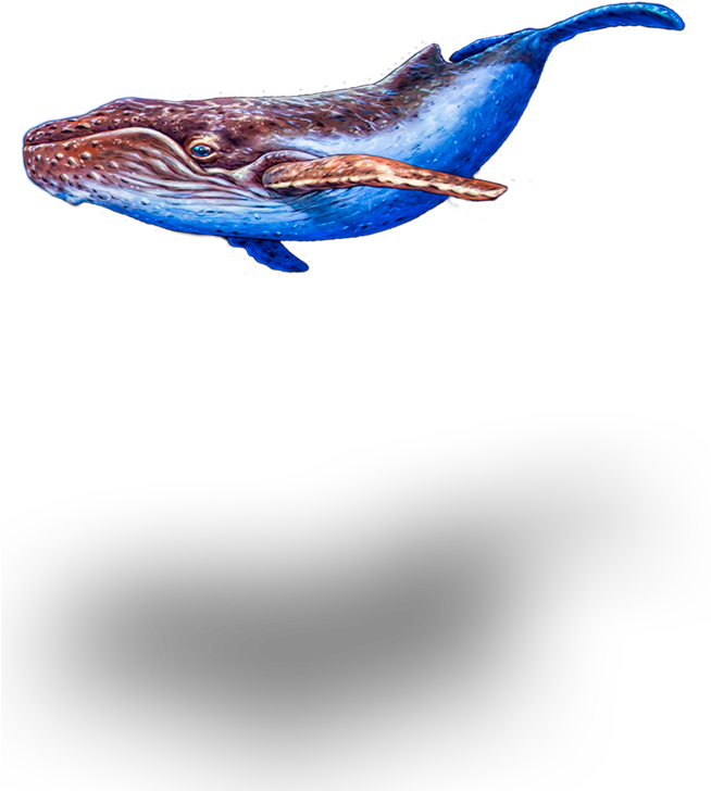 Seeking The Enchanted Forest - Humpback Whale Clipart (653x741), Png Download