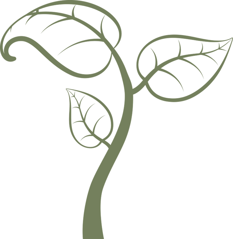 Pine Clipart Natural Form - Png Download (980x1006), Png Download