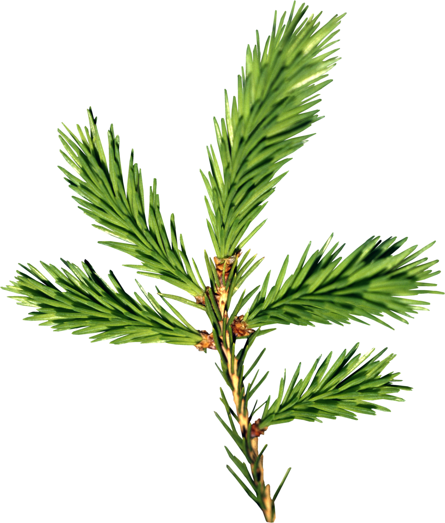 Ветка Елки Пнг Clipart (1508x1775), Png Download