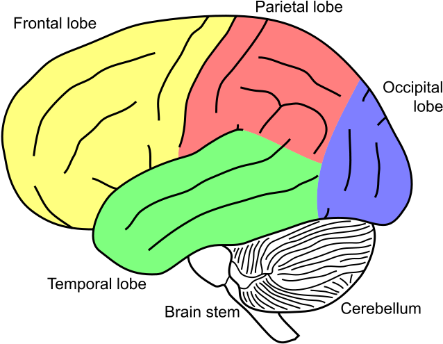 Cerebellum On Brain Clipart (669x519), Png Download