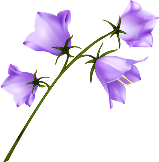 Bellflower Clipart (600x579), Png Download