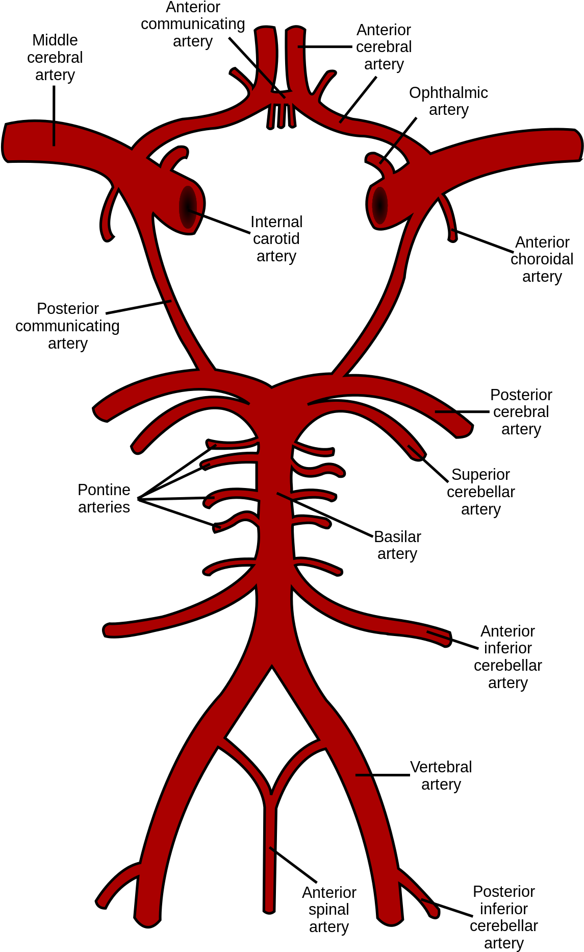 Circle Of Willis Clipart (1200x1911), Png Download