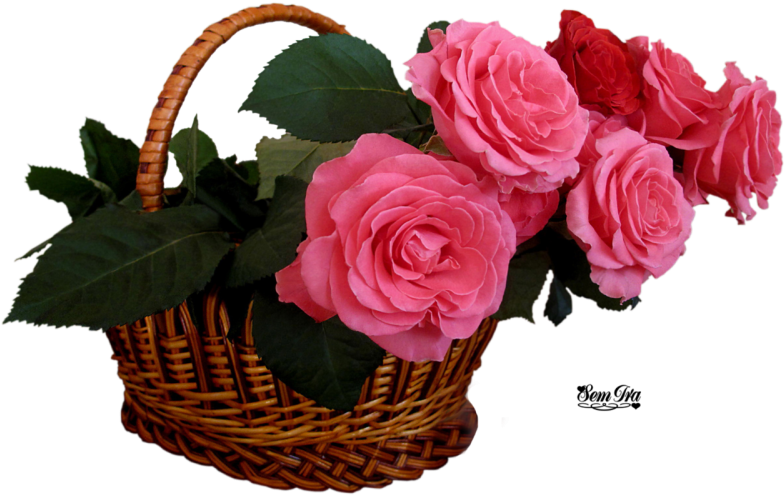 Посмотреть - Pink Rose In Basket Clipart (800x538), Png Download