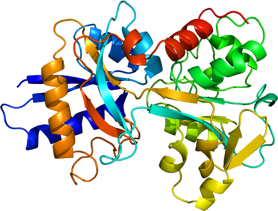 La Transferrina Dunque Lega Lo Ione Fe E Lega Una Molecola - Transferrin Structure Clipart (975x752), Png Download
