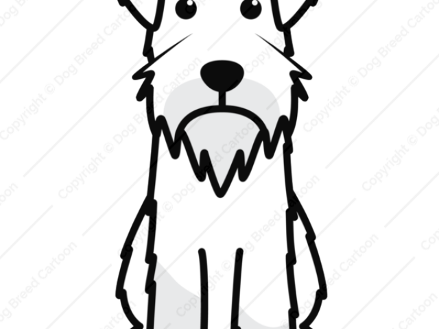 Schnauzer Clipart Black And White - Miniature Schnauzer Coloring Sheet - Png Download (640x480), Png Download
