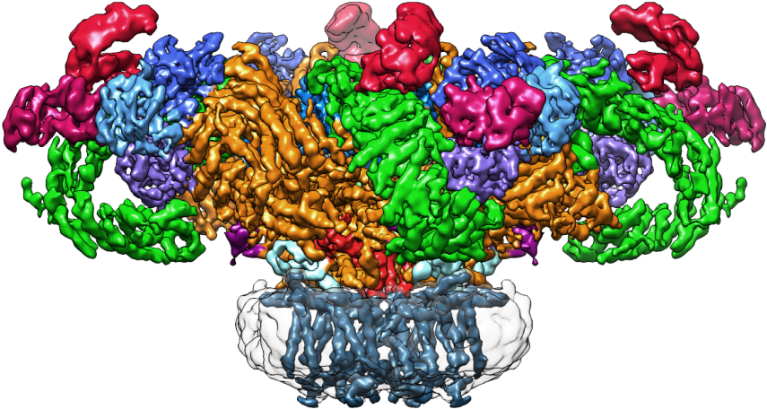 Single Particle Cryo-em Structure Of Ryanodine Receptor - Cryo Em Structure Channel Clipart (1024x754), Png Download