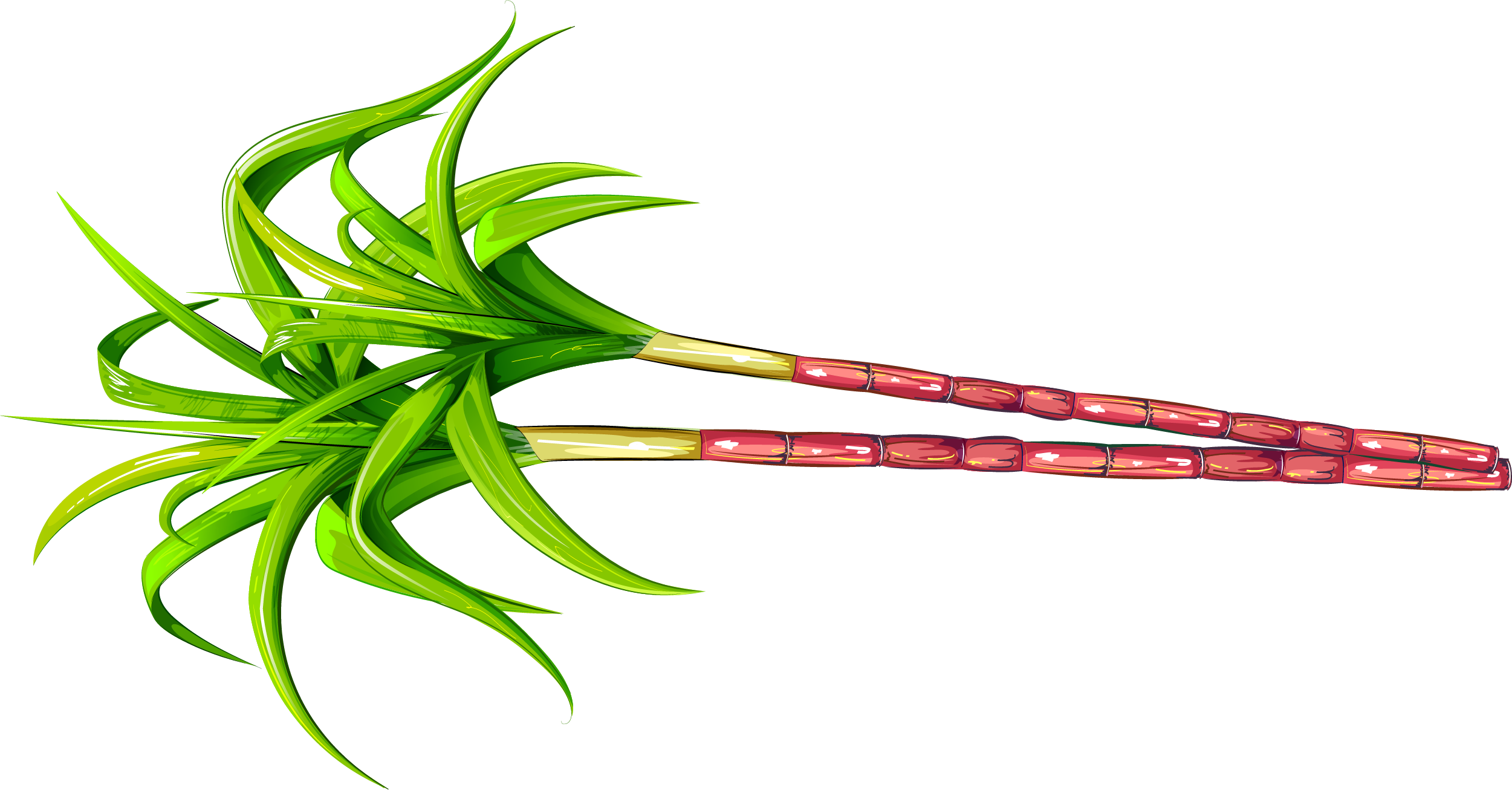 Download Sugar Cane Png Sugar Cane Clipart Png Transparent Png