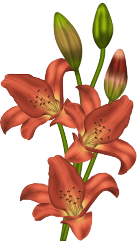 Free Png Download Orange Lilium Png Images Background - Stargazer Png Clipart (480x840), Png Download