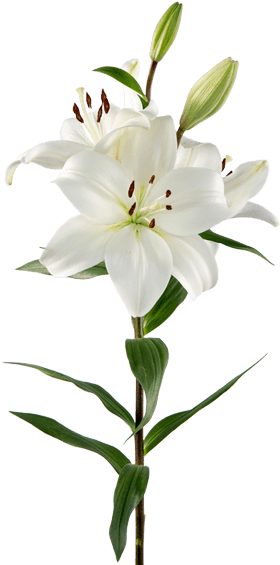 Litoween - Tiger Lily Clipart (559x580), Png Download