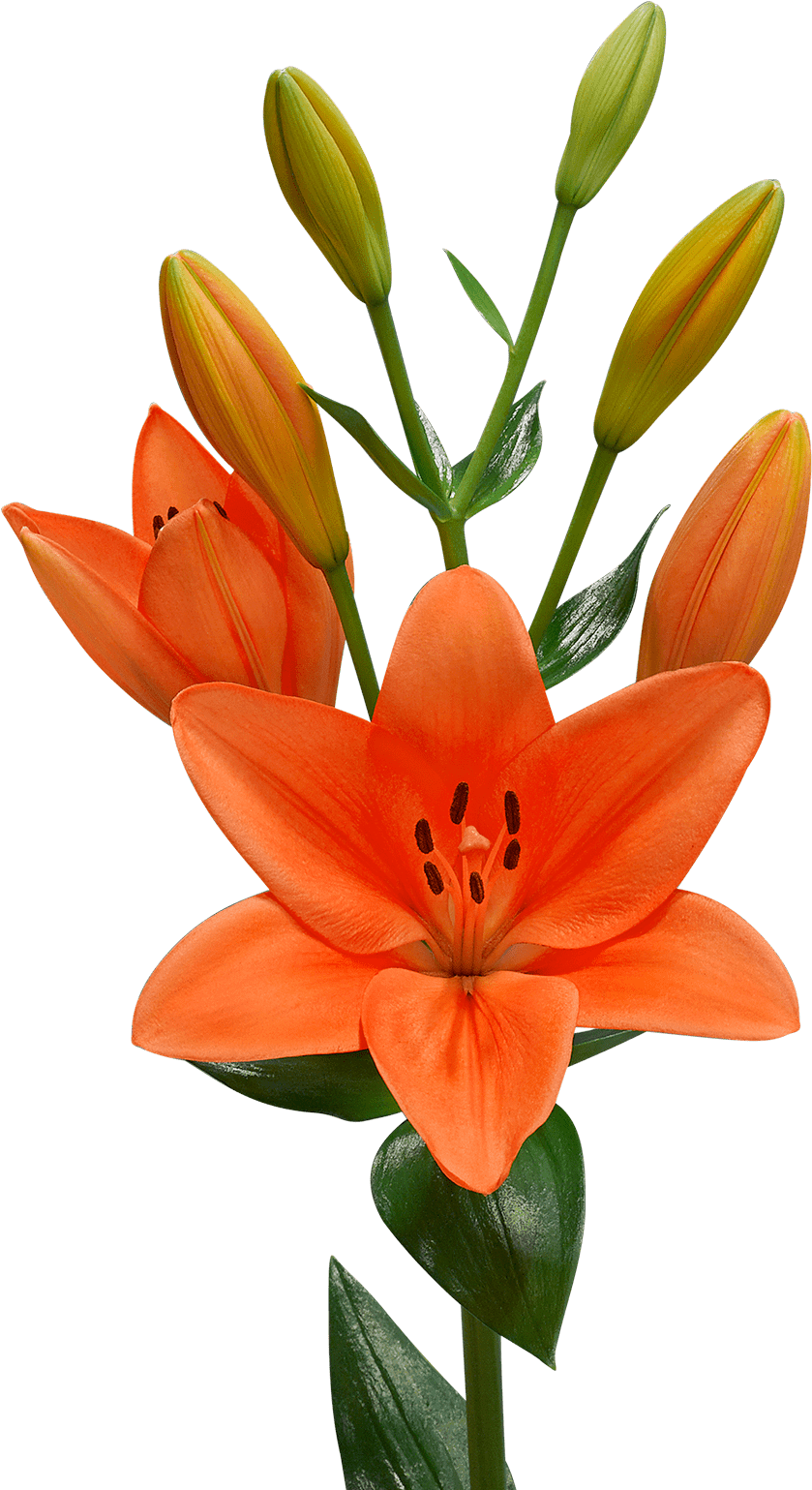 Lilium Png - Lilium Flemington Clipart (1200x1600), Png Download