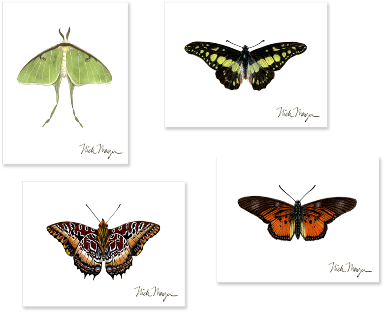 Sign Up And Get 10% Off - Swallowtail Butterfly Clipart (1024x825), Png Download