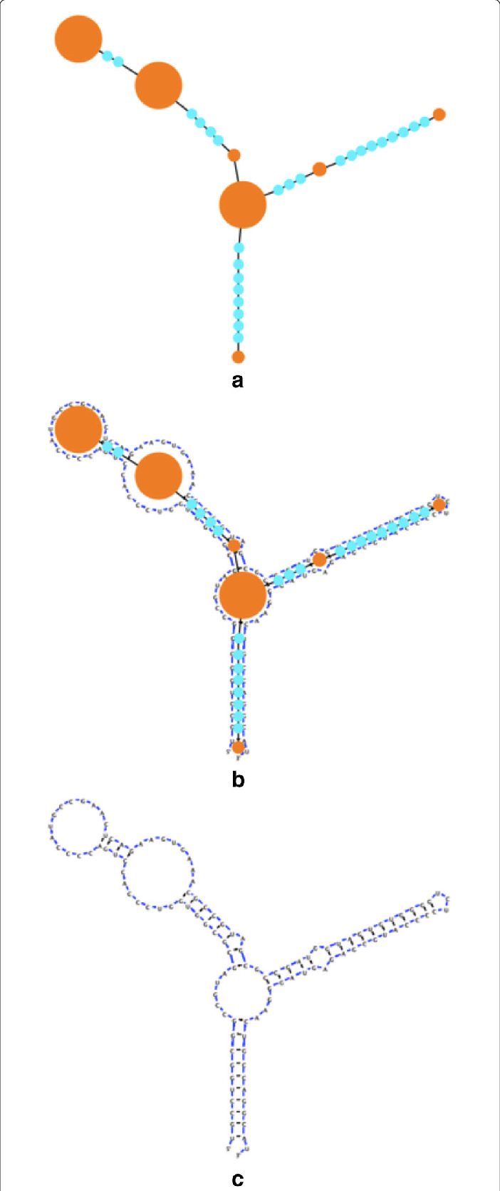 The Compressed Graph Mapped To An Rna Structure - Illustration Clipart (702x1670), Png Download