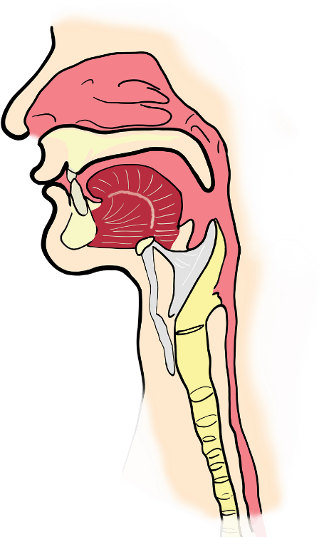 Laringe Taller De Canto - Pharynx Png Clipart (550x754), Png Download