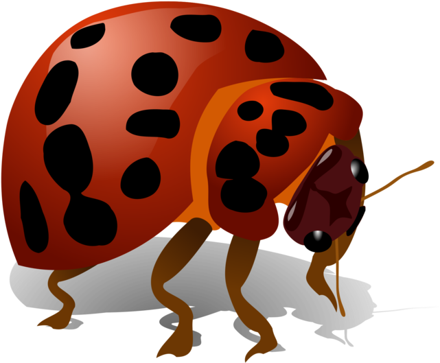 This Png File Is About Bug - Bug Clip Art Transparent Png (800x566), Png Download