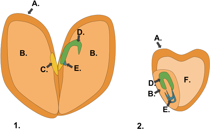 File Monocot Dicot Seed Svg Wikimedia Commons - Dicotyledon Clipart (800x459), Png Download