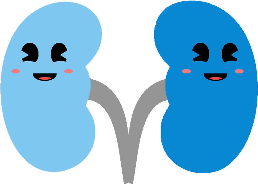 Blue Kidney - - Illustration Clipart (1000x1080), Png Download