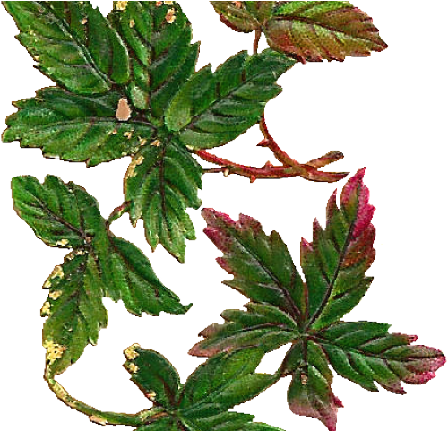 Leaves Clipart Vintage - Verbena - Png Download (640x480), Png Download