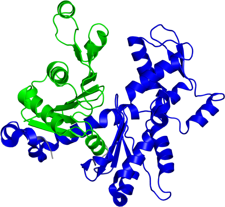 <div Class='caption-body'>2 Copies Of Scop Domain < - Illustration Clipart (800x800), Png Download