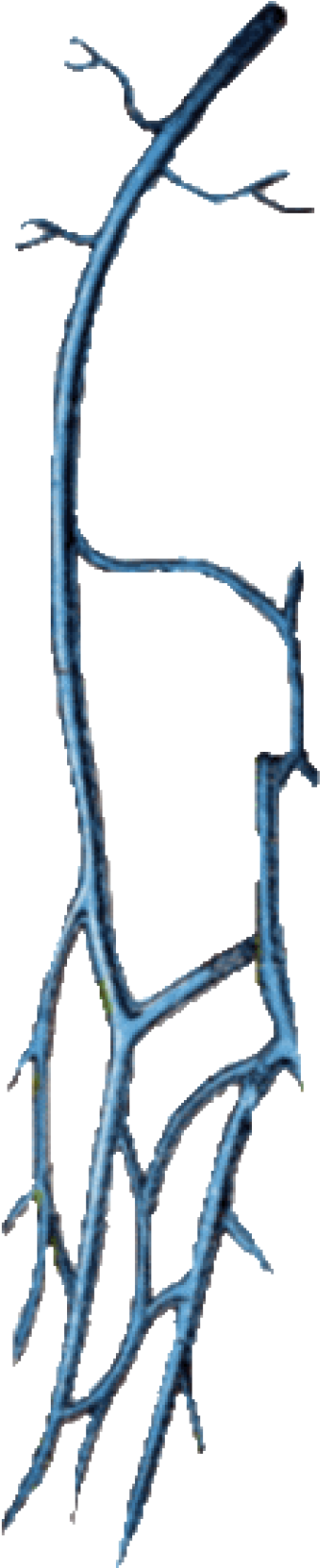 Arm Veins Clipart (400x1668), Png Download