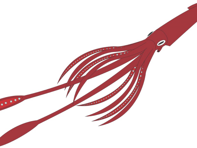 Squid Clipart Transparent Background - Giant Squid No Background - Png Download (640x480), Png Download