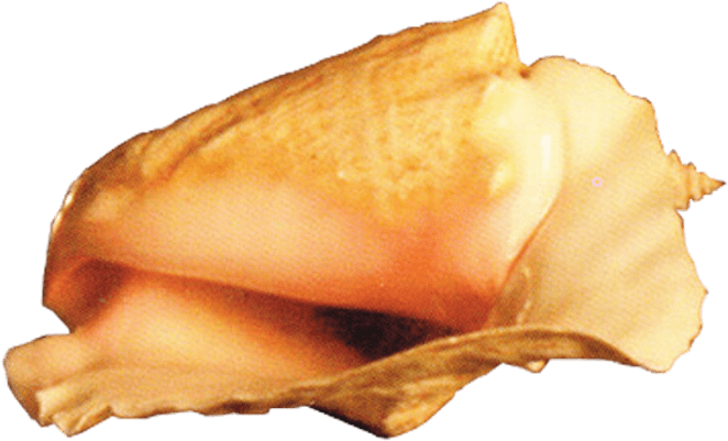 This Png File Is About Conch , Shell , Marine Mollusc - Portable Network Graphics Clipart (675x605), Png Download
