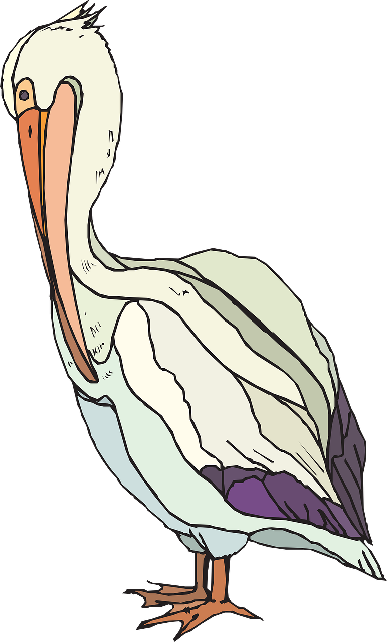 Pelican Searbird Pelecanidae - Pelican Clipart - Png Download (772x1280), Png Download