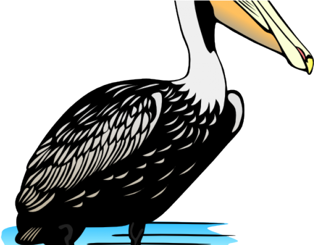 Pelican Clipart Brown Pelican - Pelican Clip Art - Png Download (640x480), Png Download