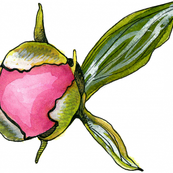Peony Bud - Rosa Glauca Clipart (600x600), Png Download