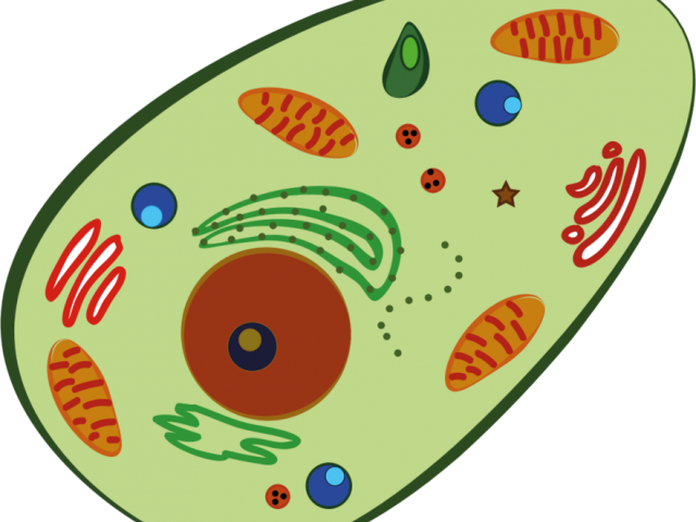 Blood Clipart Human Blood - Prokaryotic And Eukaryotic Cells Maze - Png Download (640x480), Png Download