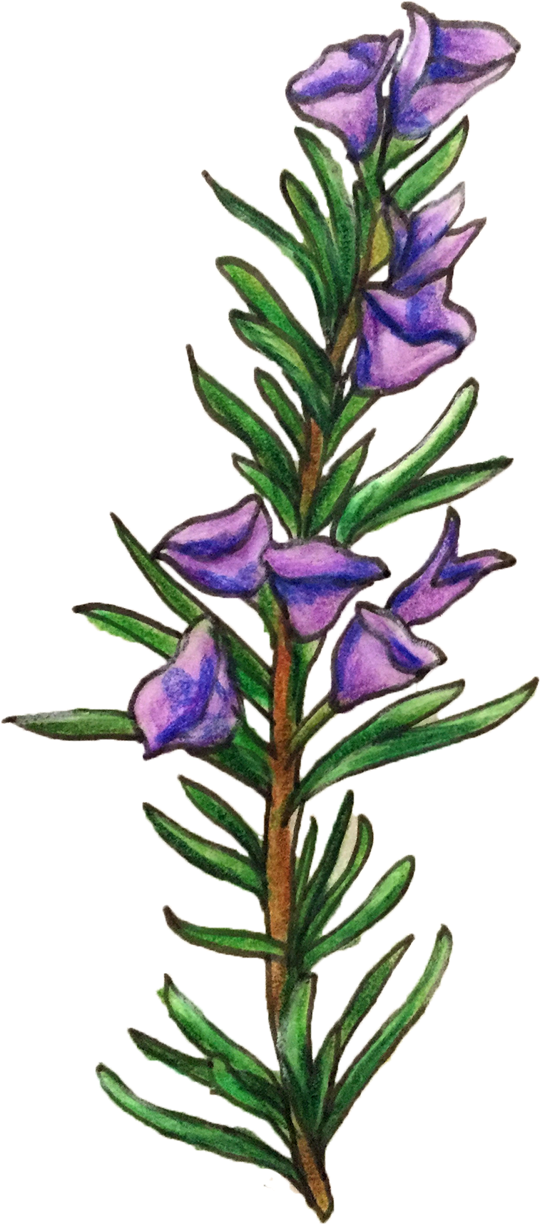 Download Rosemary Png Rosemary Flower Illustration Png Clipart