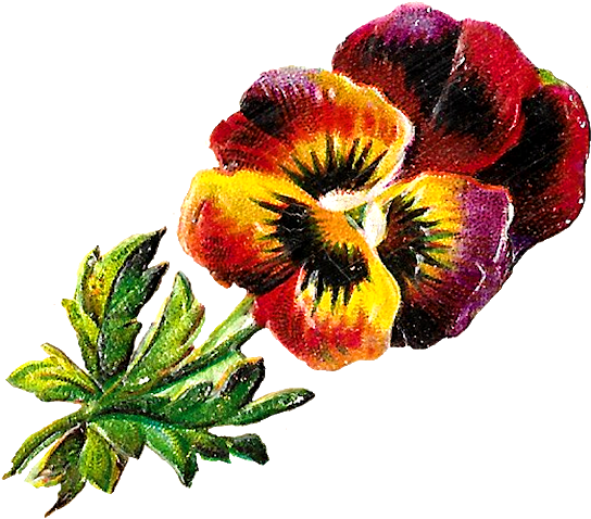 Pansy Botanical Illustration - Wallflower Clipart (620x539), Png Download