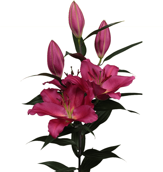 Tarrango - Bouquet Clipart (559x580), Png Download