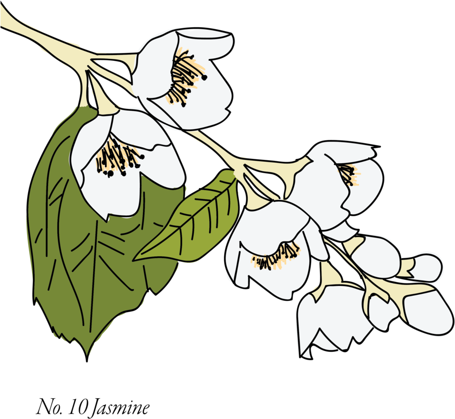 Jasmine-10 - Cartoon Clipart (1000x1000), Png Download