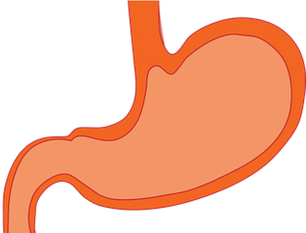 Organs Clipart Transparent - Png Download (640x480), Png Download